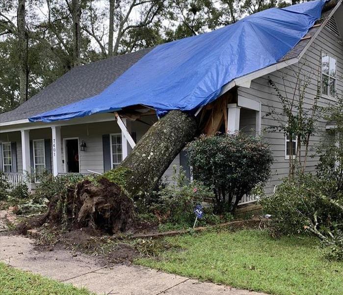 A tree fallen onto a house with a blue tarp